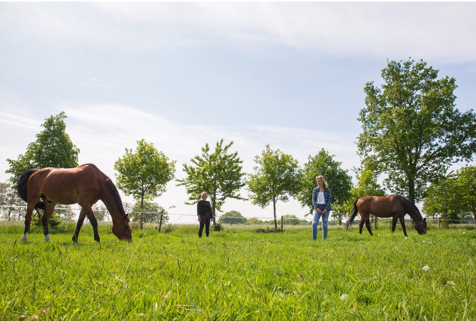 PAARDENCOACHING VOOR TEAMS