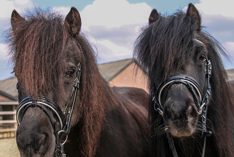 2 Shetlandpony Pim Naomi