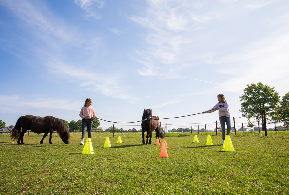 PAARDENCOACHING VOOR JEUGD