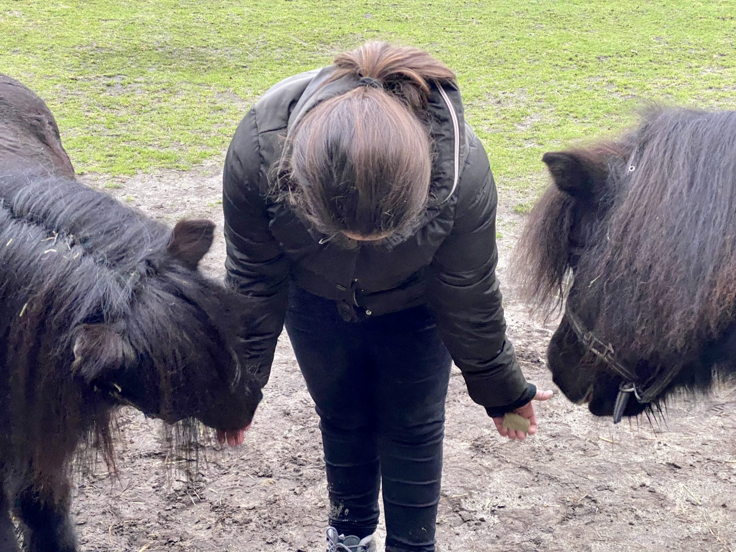 paardencoaching